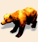 Baer