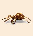 Spinne