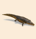 Krokodil