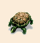 Schildkröte
